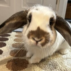 LOLA