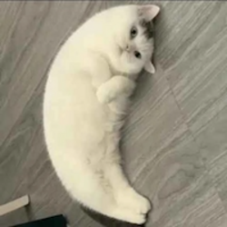 MOONCAT