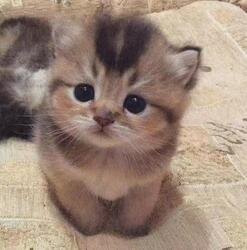 CATME