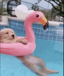 DOGINPOOL