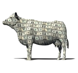 CASHCOW