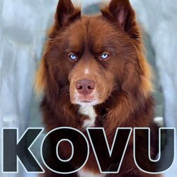 $KOVU