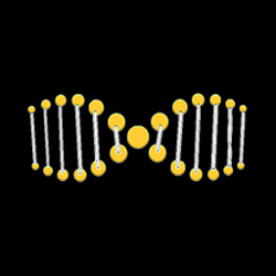 XDNA