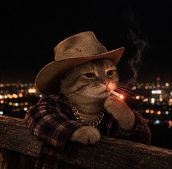 TEXCAT