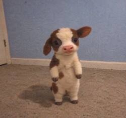 BTCOW
