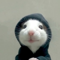 HOODRAT