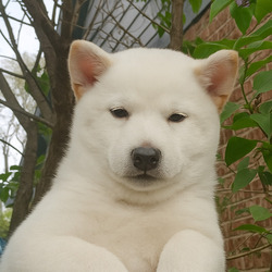 TOSHI