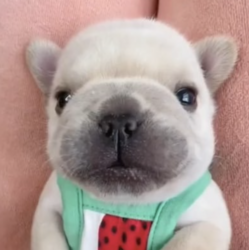 PIBBLE