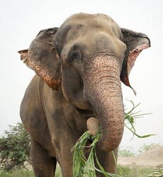 RAJU