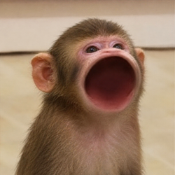 POPAPE