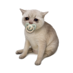 BABYCASHCAT