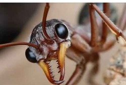 ANTS